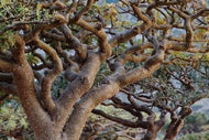 FRANKINCENSE