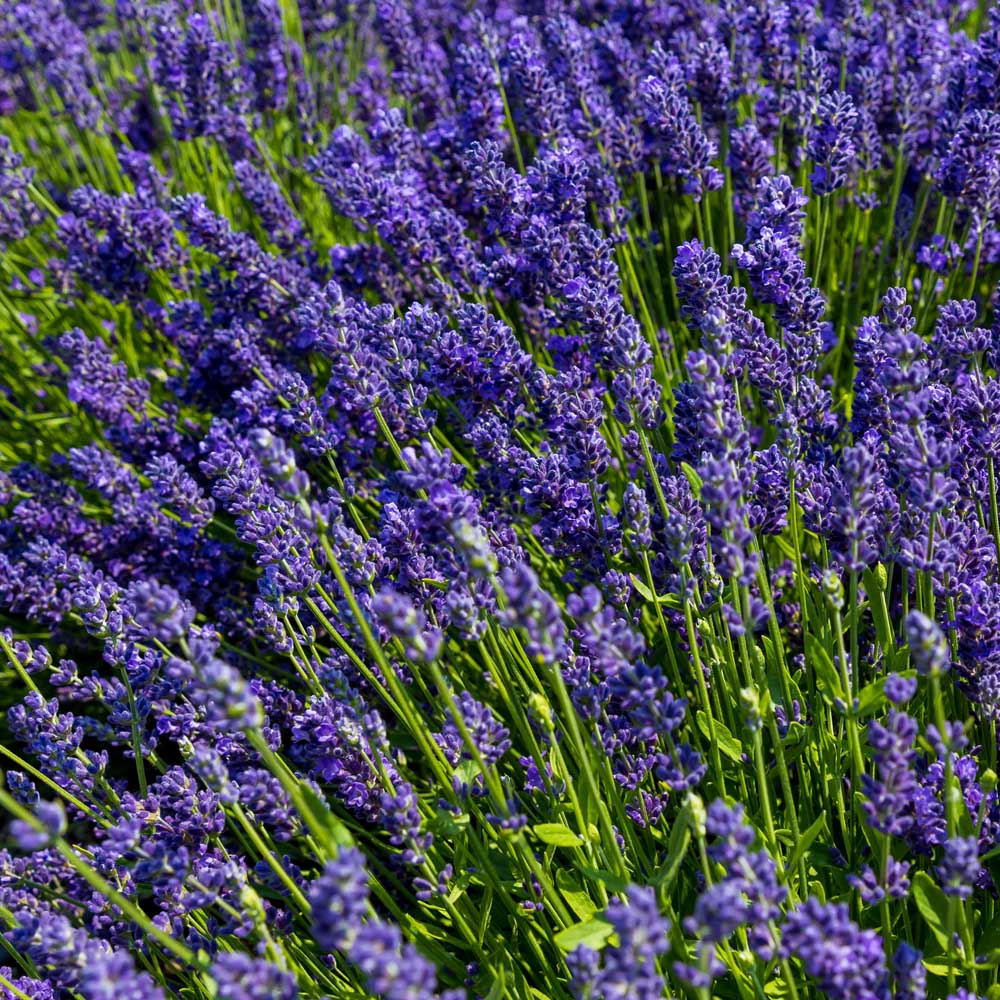 LAVENDER