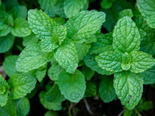 Load image into Gallery viewer, PEPPERMINT
