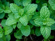 PEPPERMINT