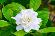 GARDENIA