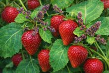 Load image into Gallery viewer, Strawberry Patchouli Truly Custom Blend
