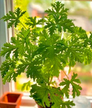 Load image into Gallery viewer, Essential Oils
