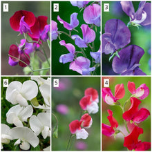 Load image into Gallery viewer, GOLDEN SWEET PEA
