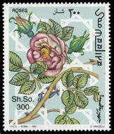 SOMALI ROSE